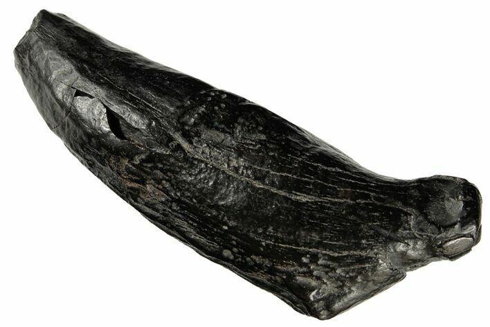 Fossil Sperm Whale (Scaldicetus) Tooth - South Carolina #182604